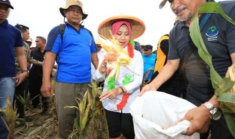 Plt. Dirjen Pembangunan Daerah Tertentu (PDTu) Kementerian Desa, Pembangunan Daerah Tertinggal, dan Transmigrasi (Kemendes PDTT) Aisyah Gamawati saat melaksanakan panen raya jagung saat kunjungan kerja ke Kabupaten Bengkulu Selatan, Jumat (14/9).