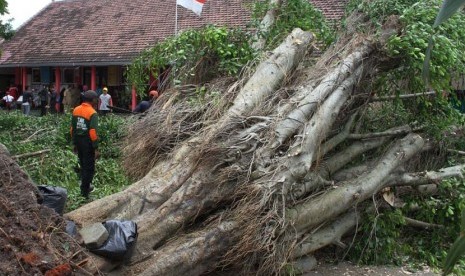 Pohon beringin tumbang (ilustrasi)