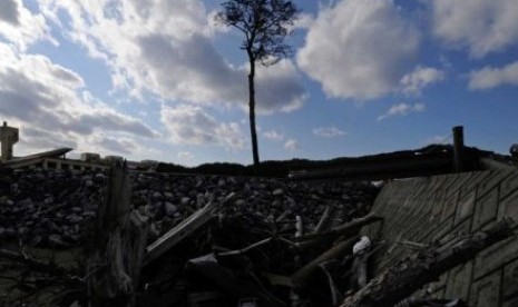 Pohon cemara ini dulunya bagian dari sebuah hutan yang lebat