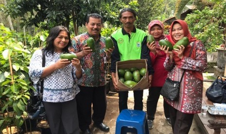 Pohon dari Alpukat Pameling tergolong produktif dengan produksi 200 kg per pohon