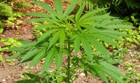 Pohon Ganja (Cannabis Sativa)