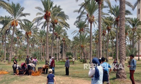 Pohon kurma yang tumbuh di halaman taman Istana Montazah, Alexandria Mesir. 