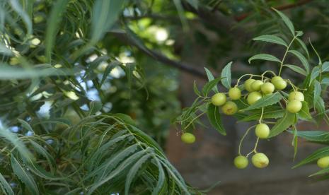 Pohon Mimba (Neem tree) ternyata memiliki manfaat antivirus dan bisa membantu meredakan gejala infeksi SARS-CoV-2.