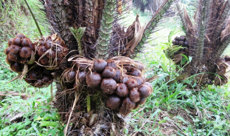 Pohon Salak.