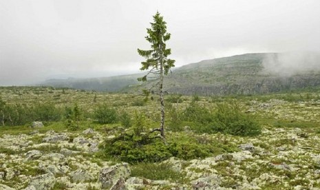 Pohon tertua berusia 9.950 tahun yang masih hidup ada di Swedia