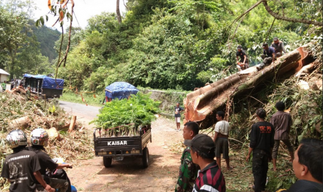   Pohon tumbang di Jalan Raya Dampit-Lumajang km 59, Sawah & Hutan, Sumberwuluh, Candipuro, Kabupaten Lumajang, Jawa Timur. 