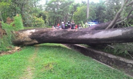 Pohon tumbang di Universitas Indonesia