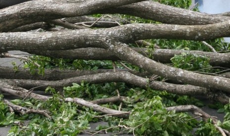 Pohon tumbang di sejumlah wilayah Jakarta Timur usai hujan deras, Jumat (27/12). Foto ilustrasi pohon tumbang.