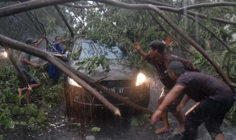 Pohon tumbang menimpa kendaraan. Dinas LH Tangsel menyiapkan asuransi untuk kendaraan yang tertimpa pohon tumbang. (ilustrasi)