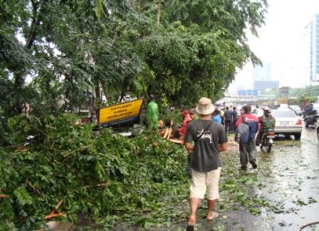 Pohon tumbang