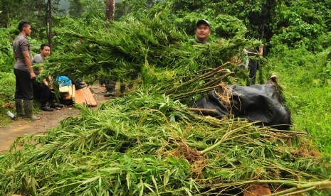 Polisi anti narkoba Polres Aceh Besar memusnahkan tanaman ganja siap panen saat operasi narkotika di kawasan pegunungan Pudeng, Kecamatan Lhoong, Aceh Besar, Aceh, Kamis (18/2). 