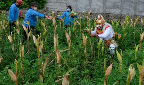 Karawang Kembangkan Integrate Farming System Berbasis Jagung (ilustrasi).