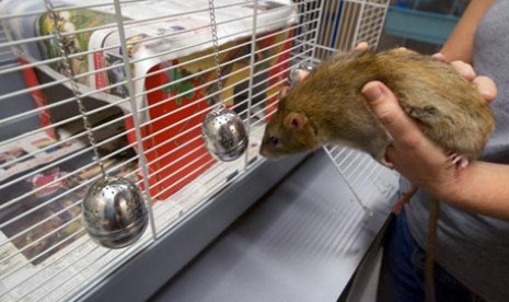 Polisi mengembangkan tikus pelacak untuk membantu penyelidikan