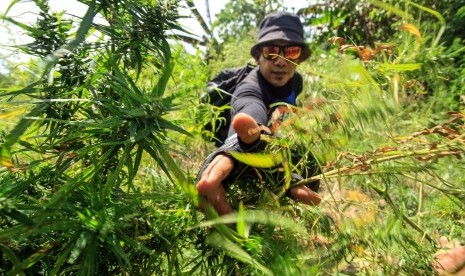 Polisi Satuan Narkoba Polres Lhokseumawe mencabut batang ganja saat operasi pemusnahan ladang ganja di Dusun Cot Rawa Thoe, Desa Jurong, Kecamatan Sawang, Aceh Utara, Provinsi Aceh. Kamis (19/7).