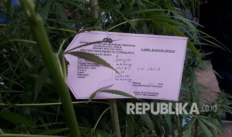 Polresta Malang berhasil menemukan kebun ganja yang berada di atas lahan 4 x 3 meter di Jalan Jaya Srani IX Blok 7G Nomor 30, Desa Sekarpuro, Kecamatan Pakis, Kabupaten Malang. Kebun dengan 37 pohon ganja ini berada di halaman belakang rumah tersangka HQ (27).