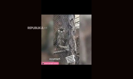  Potongan video pengunjung Batu Secret Zoo yang melakukan tindakan bertanggungjawab terhadap primata.