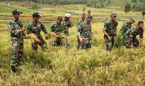 Prajurit TNI Kodim 0101/BS Kodam Iskandar Muda bersama petani binaan melakukan panen perdana tanaman padi ladang atau padi gogo di lahan bekas tanaman ganja, kawasan Gunung Seulawah, Desa Lambada, Seulimum, Kabupaten Aceh Besar, Aceh, Minggu (2/4). 