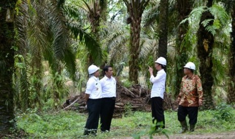 Presiden Joko Widodo dan Menteri Pertanian Amran Sulaiman meninjau perkebunan kelapa sawit