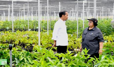 Presiden Joko Widodo, didampingi Menteri LHK Siti Nurbaya, di  Persemaian Mentawir, di Kabupaten Penajam Paser Utara, Kalimantan Timur pada Kamis, (2/11/2023) menerima 100 CEO.  Disana 100 CEO melakukan observasi persemaian, dan menerima penjelasan  sejumlah hal terkait persemaian dan pembangunan Ibu Kota Nusantara (IKN) selain berfoto lapangan bersama-sama Presiden dan para CEO. 