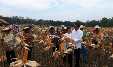 Presiden Joko Widodo ditemani Ibu Irana Widodo bersama sejumlah menteri meninjau panen jagung di Desa Ngimbang, Kecamatan Palang, Tuban, Jumat (9/3). 