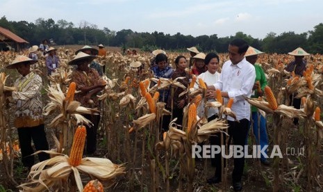 Presiden Joko Widodo ditemani Ibu Iriana Widodo bersama sejumlah menteri meninjau panen jagung di Desa Ngimbang, Kecamatan Palang, Tuban, Jumat (9/3). D