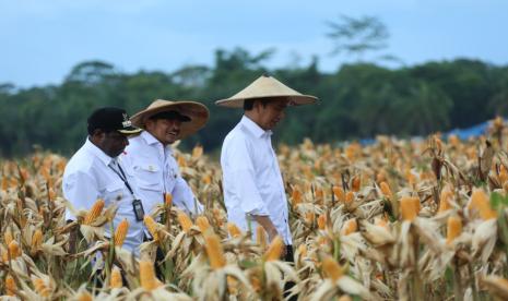 Presiden Joko Widodo (Jokowi) bersama Menteri Pertanian (Mentan) Syahrul Yasin Limpo dan Bupati Keerom Piter Gusbager, saat meninjau food estate di Kabupaten Keerom, Papua.