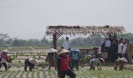 President Joko Widodo (Jokowi) accompanied by Minister of Agriculture Andi Amran Sulaiman, accelerated planting and tillage in Kaibahan Village, Kesesi Subdistrict, Pekalongan Regency.