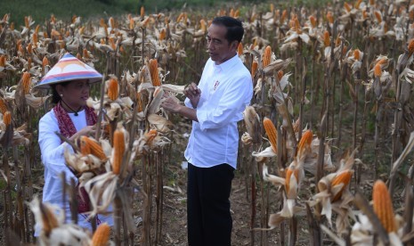 Presiden Joko Widodo (kanan) didampingi Ibu Negara Iriana Joko Widodo (kiri) memanen dalam acara panen raya jagung di Gorontalo, Jumat (1/3).