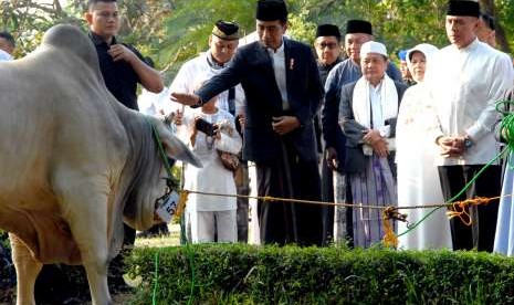 Masjid Istiqlal Siap Sambut Sapi Qurban Jokowi dan Wapres (ilustrasi).