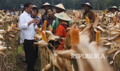 Presiden Joko Widodo (kiri) bersama Menteri BUMN Rini Soemarno (keempat kiri) dan Menteri Lingkungan Hidup dan Kehutanan Siti Nurbaya Bakar (kedua kiri) berdialog dengan petani saat panen raya jagung di Perhutanan Sosial, Ngimbang, Tuban, Jawa Timur, Jumat (9/3).