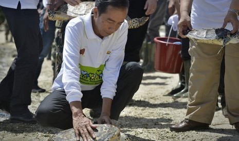 Presiden Joko Widodo (kiri) melepaskan penyu sisik dewasa.