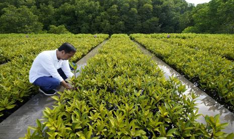  Presiden Joko Widodo menanam pohon di Hutan Mangrove Taman Hutan Raya Ngurah Rai, di sela-sela pertemuan KTT G20, Rabu, 16 November 2022, di Denpasar, Bali, Indonesia.