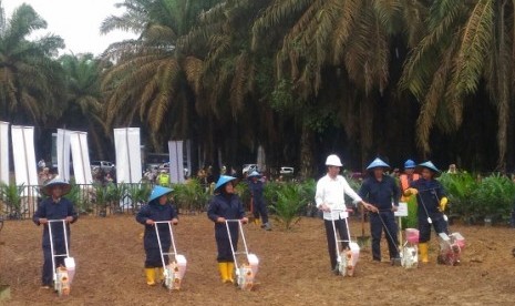 Presiden Joko Widodo saat melakukan kunjungan ke perkebunan sawit rakyat di Kabupaten Musi Banyuasin, Sumatra Selatan, Jumat (13/10)