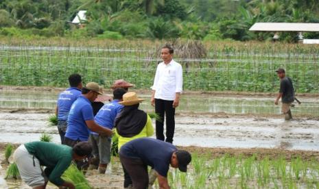 Presiden Joko Widodo saat meninjau di lahan pertanian Bapeang, Kotawaringin Timur, Kalteng.