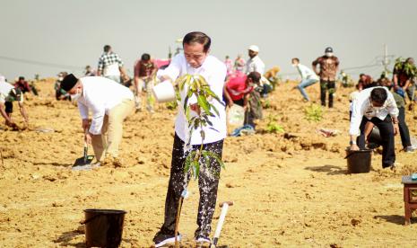 Presiden Joko Widodo (tegnah) menyiram bibit pohon manggadi sela-sela peluncuran program lumbung pangan atau food estate berbasis mangga di Gresik, Jawa Timur, Selasa (22/8/2022). ilustrasi