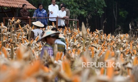 Presiden Joko Widodo (tengah) didampingi Ibu Negara Iriana Joko Widodo (kanan), Menteri BUMN Rini Soemarno (kiri) dan Menteri Lingkungan Hidup dan Kehutanan Siti Nurbaya Bakar (kedua kiri) memperhatikan petani memanen jagung saat panen raya jagung di Perhutanan Sosial, Ngimbang, Tuban, Jawa Timur, Jumat (9/3).