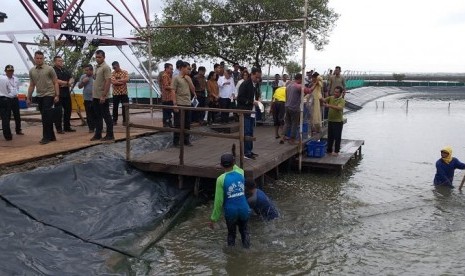 Presiden Jokowi meninjau panen udang vaname di Muara Gembong, Bekasi, Rabu (30/1). 