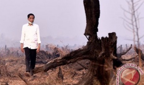 Presiden Tinjau Kebakaran Lahan Presiden Joko Widodo meninjau lokasi kebakaran lahan di Kelurahan Guntung Payung, Kecamatan Landasan Ulin, Banjarbaru, Kalsel, Rabu (23/9).