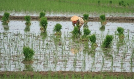 Rice field (illustration)