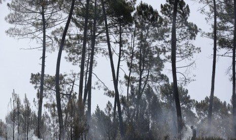 Pria berjalan di hutan pinus yang terbakar sebagian di Serra do Macario, Portugal Tengah.