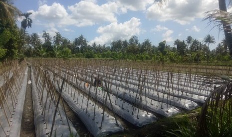 Produksi cabai di Lombok Timur.