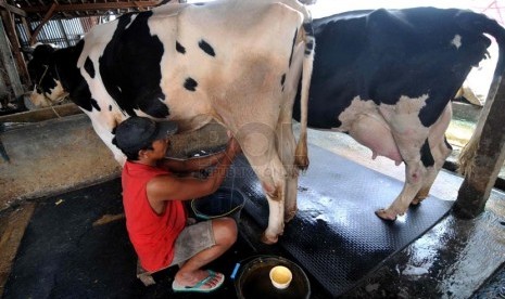 Produksi Susu Nasional. Peternak memerah susu sapi pada salah satu peternakan kelompok tani di Jakarta, Selasa (25/3).