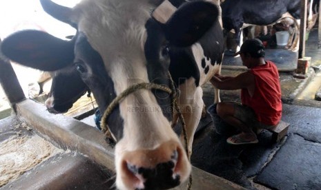 Produksi Susu Nasional. Peternak memerah susu sapi pada salah satu peternakan kelompok tani di Jakarta, Selasa (25/3).