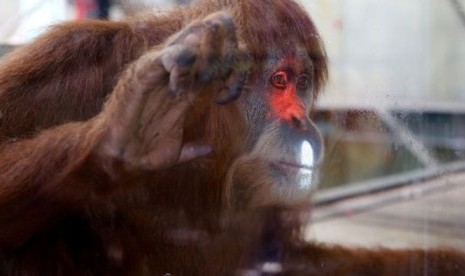 Program baru di Kebun Binatang Melbourne akan memperkaya kehidupan orang utan yang tinggal di sana.