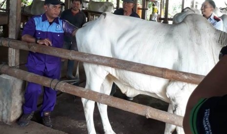 Program bioindustri integrasi tanaman jagung dan ternak sapi di Kabupaten Minahasa.