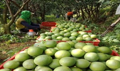 Program gerakan mendorong produksi hortikultura berdaya saing dan ramah lingkungan  (GEDOR HORTI). Subsektor hortikultura tumbuh 7,85 persen Kuartal IV 2020