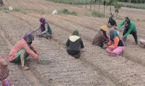 Program penanaman bawang merah yang dilaksanakan BMH di Kalimantan Timur melibatkan kaum ibu. Per Agustus, tingkat Pengangguran Terbuka (TPT) di Provinsi Kalimantan Timur tercatat  124.880 orang.