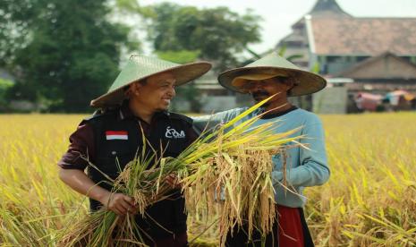 Program Tani Nusantara yang digagas laznas LMI, perlahan namun pasti mulai menunjukkan hasilnya. Kemarin, Ahad (7/3), para petani berhasil panen raya. 