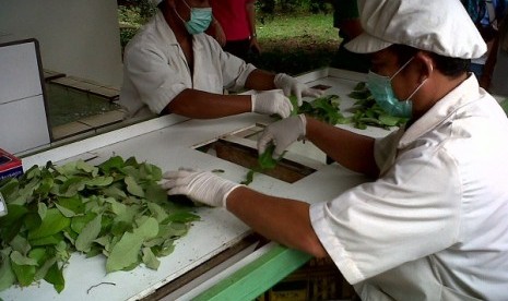 Proses meracik jamu di KADO