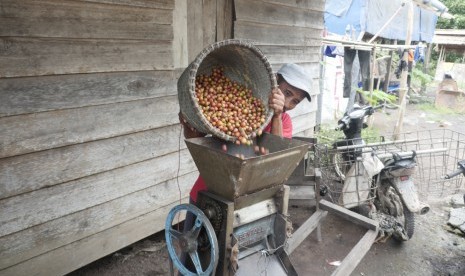 Proses penggilingan basah kopi.